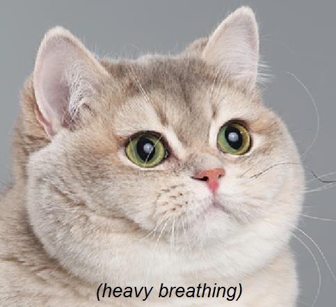 tumblr_mo0f5sqFEs1rmerh9o1_500