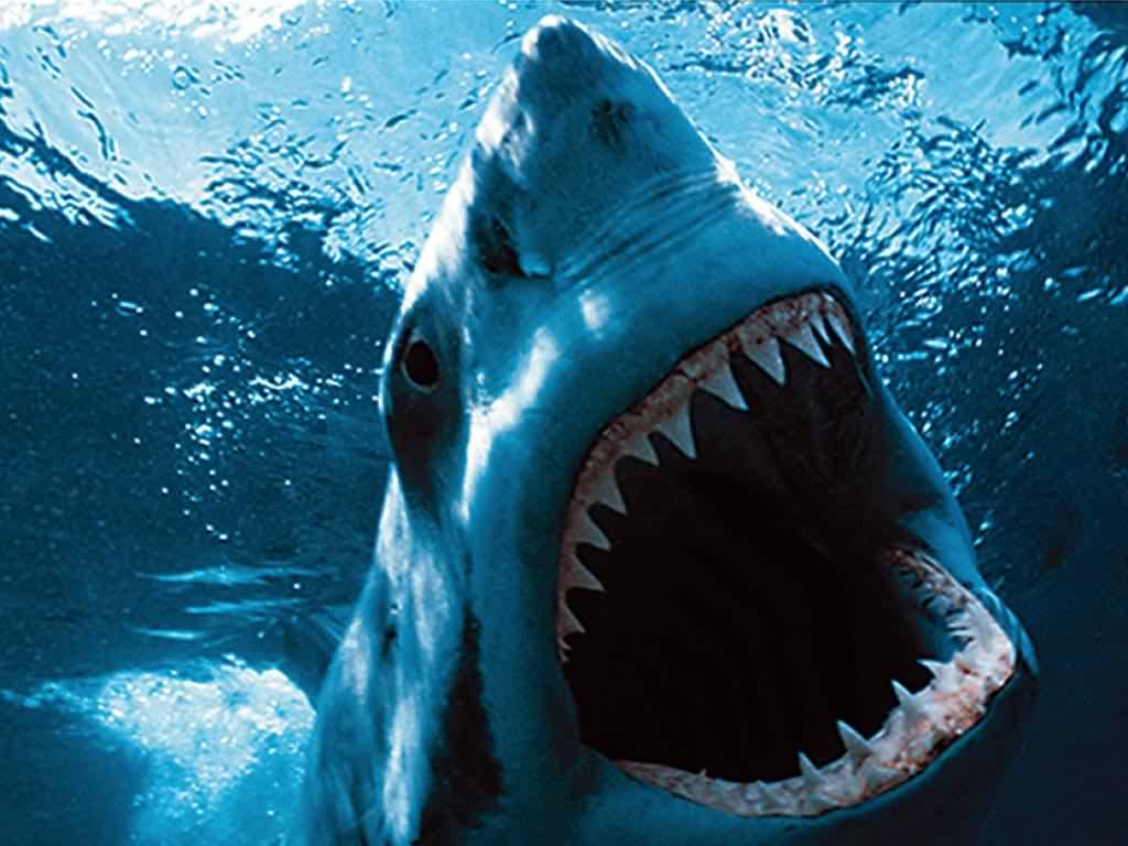 Tibu Rones A los tiburones les gusta el rock — Rock&Pop