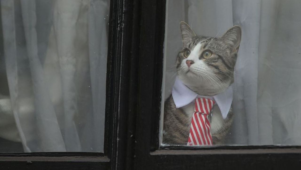 El gato de Julian Assange estaba listo para el 
