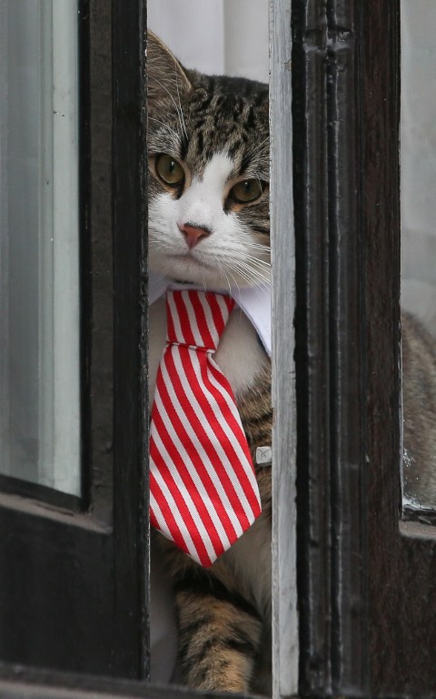 A cat named 'James' wearing a collar and tie looks out of the window of the Ecuadorian Embassy in London on November 14, 2016 where WikiLeaks founder Julian Assange was being questioned over a rape allegation against him. WikiLeaks founder Julian Assange faces questioning by prosecutors on November 14 at the Ecuadoran embassy in London in a twist in the long-running legal battle over a rape allegation against him. An Ecuadoran prosecutor will quiz the founder of the secret-spilling website at the red-brick building where he has been holed up for more than four years, with Swedish prosecutor Ingrid Isgren and a Swedish police inspector also attending, officials said. / AFP PHOTO / DANIEL LEAL-OLIVAS