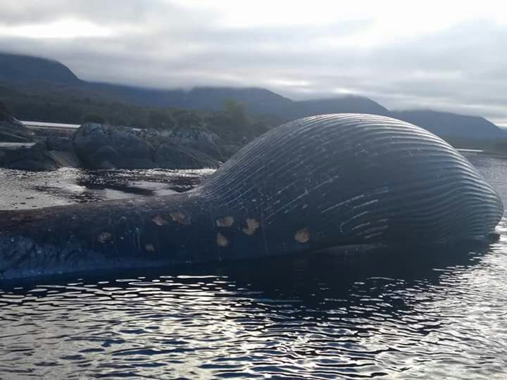 ballena sei chile