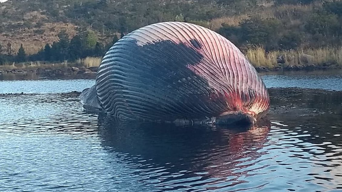 ballena sei chile