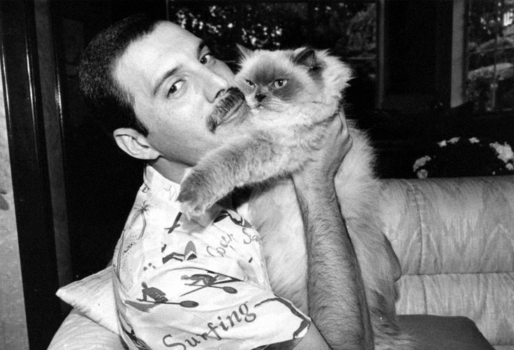 CAT FREDDIE