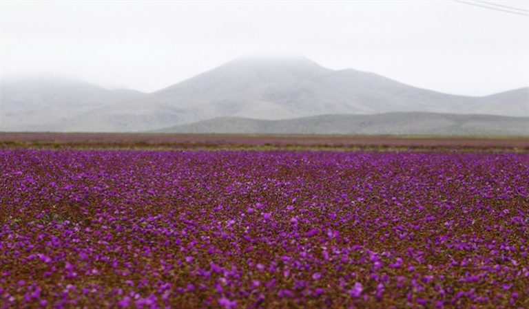 desierto florido