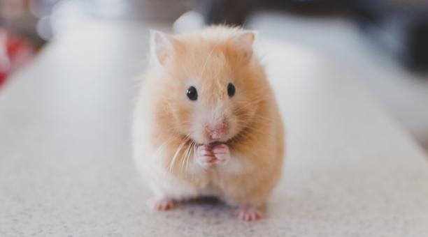 hamster