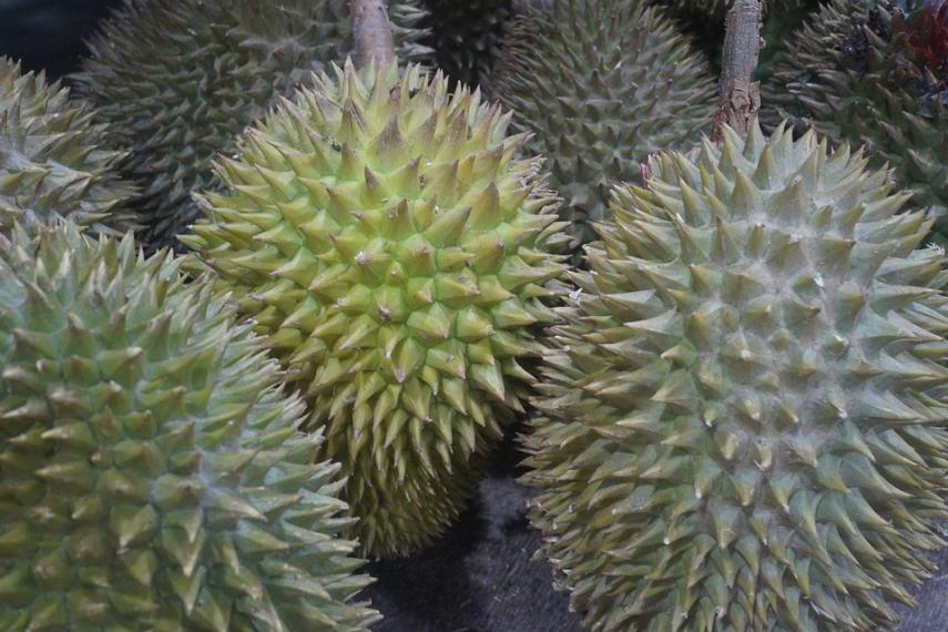 durian