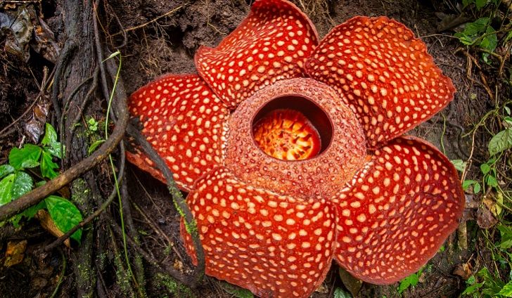 rafflesia-arnoldii
