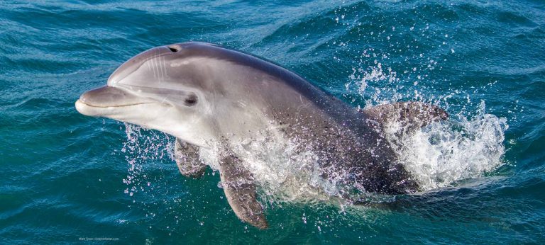 delfines wwf informe