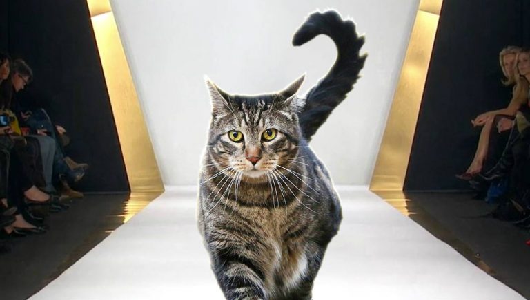 gato pasarela