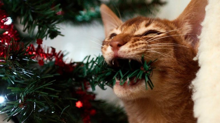 Puedes encontrar al gato escondido en este árbol de Navidad?