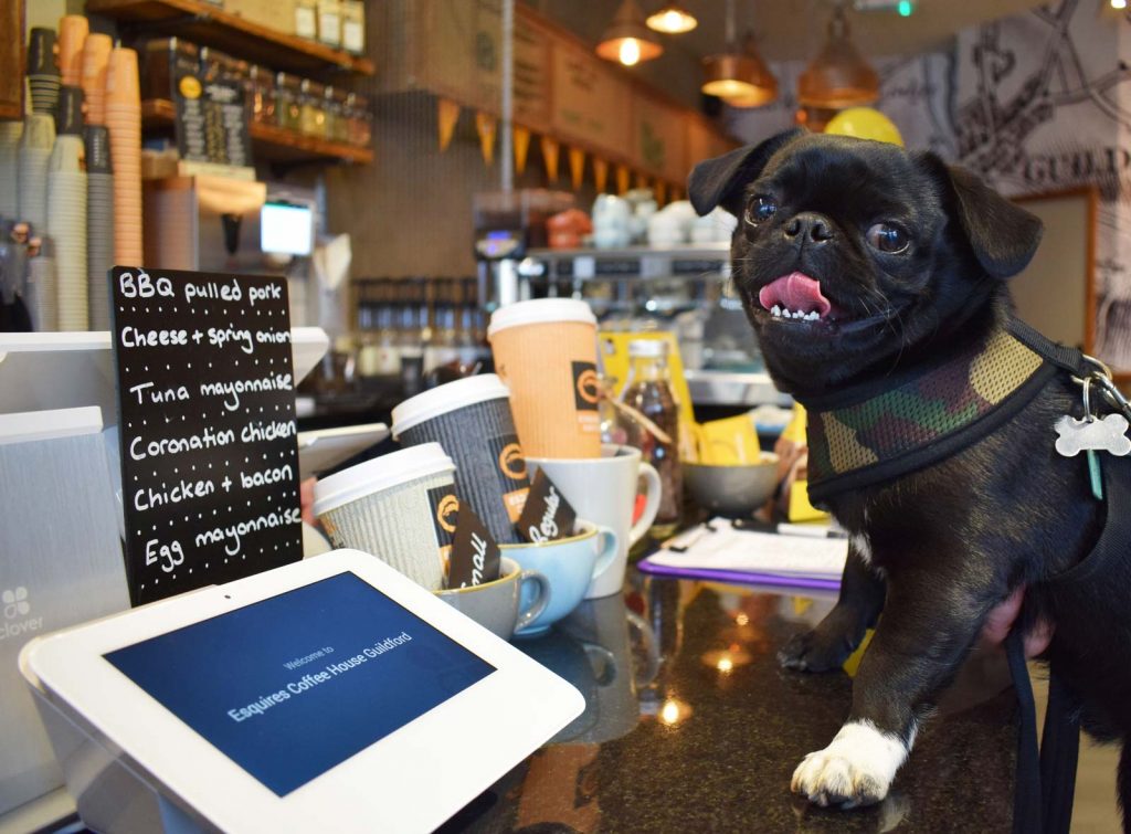 ruta pet lover providencia