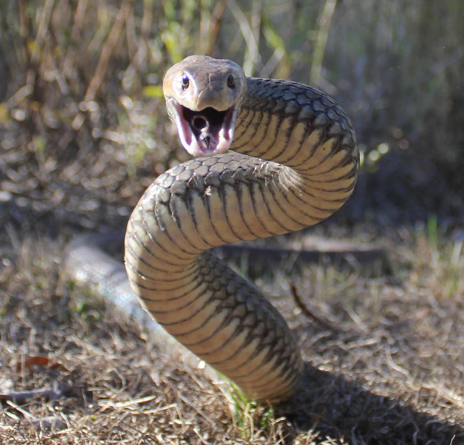 serpiente