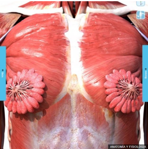 conductos mamarios