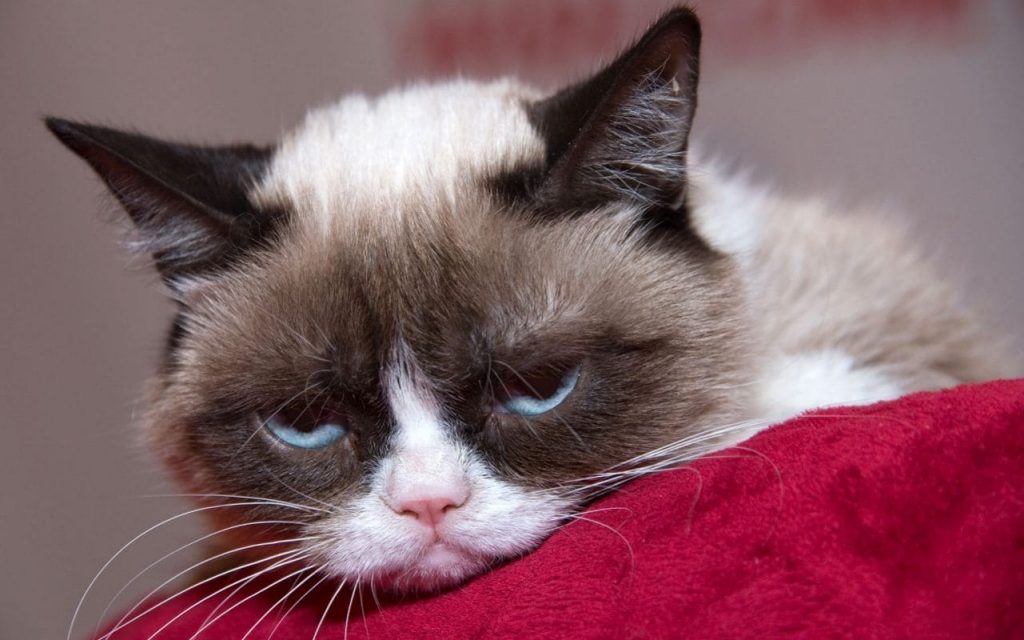Grumpy Cat murió