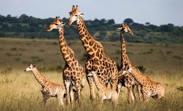 jirafas en peligro de extinción