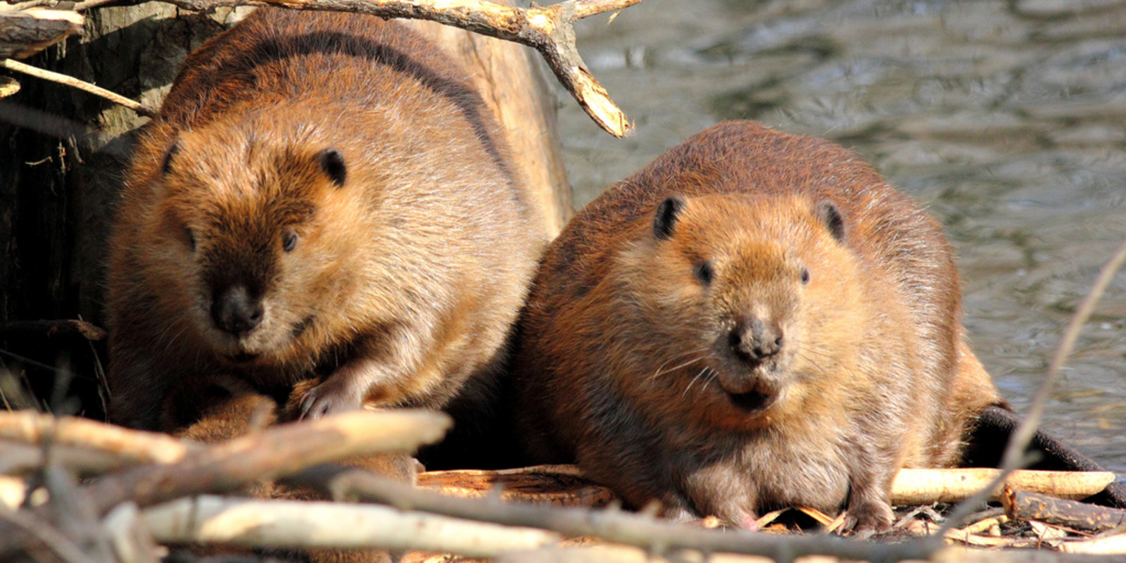 Un Dron captó los estragos que ha producido el castor en el sur de