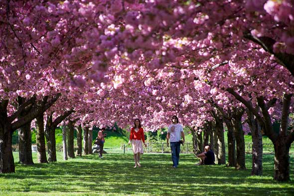 jardin botanico brooklyn