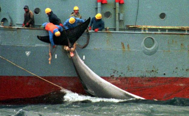 caza de ballenas japon