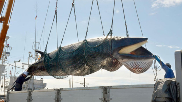 caza de ballenas japon