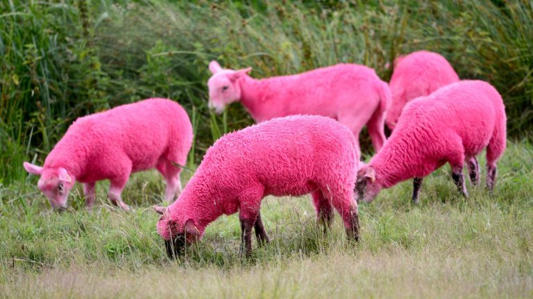 ovejas rosadas
