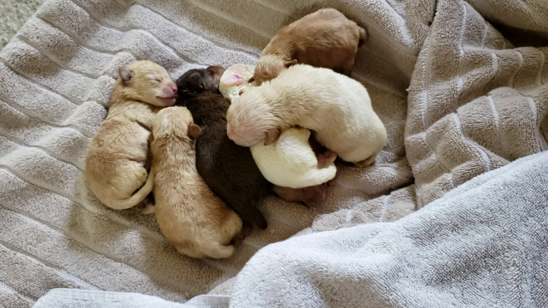 mujer en prision por cachorros