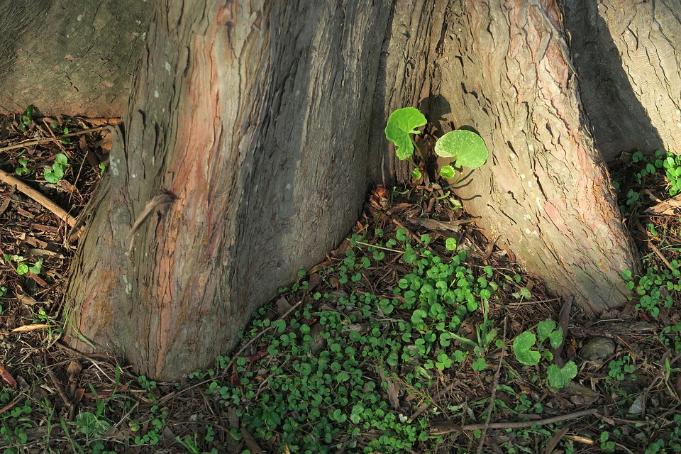 arboles cambio climatico