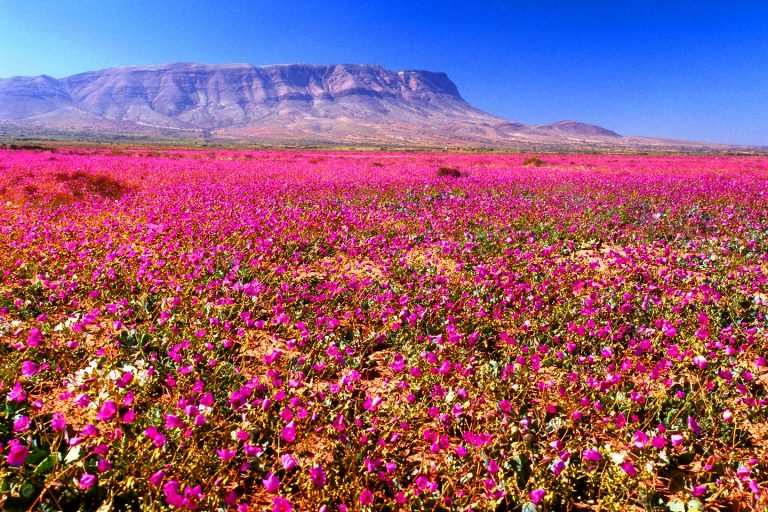 desierto florido