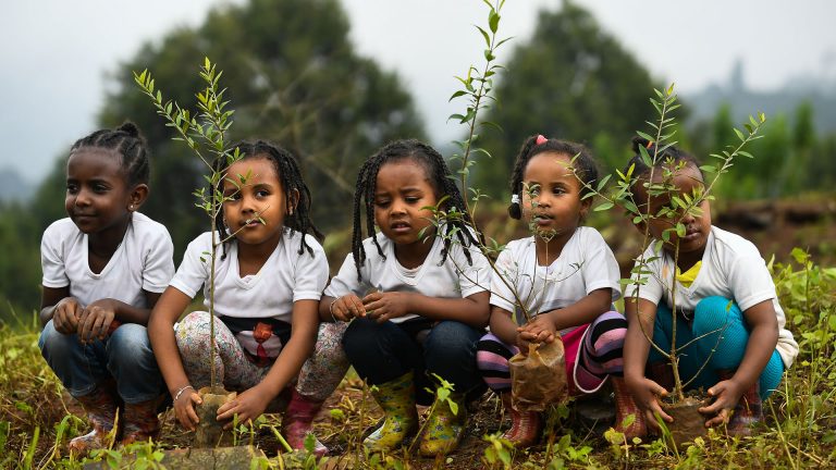 Etiopia record árboles