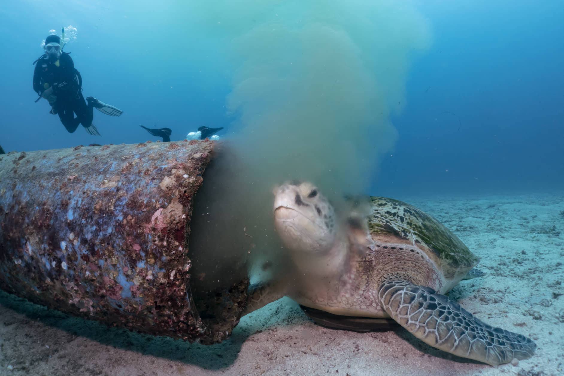 tortuga marina desechos