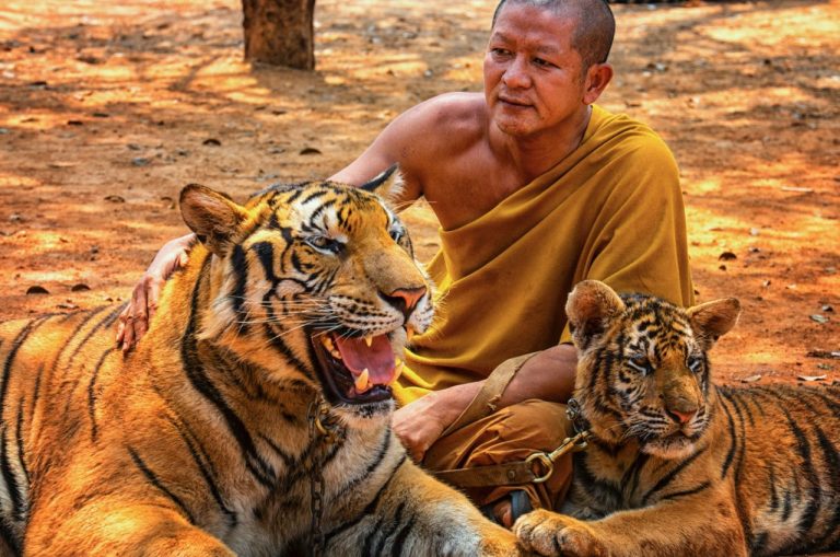 tigres templo tailandia