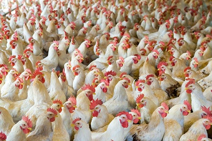 peru cierra ingreso de productos avicolas chilenos