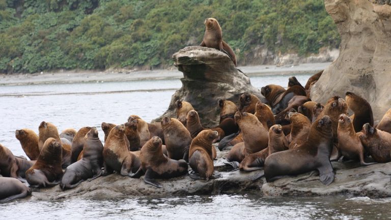 lobos marinos