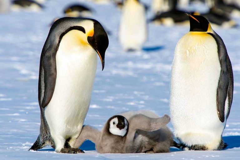 pinguinos antártica