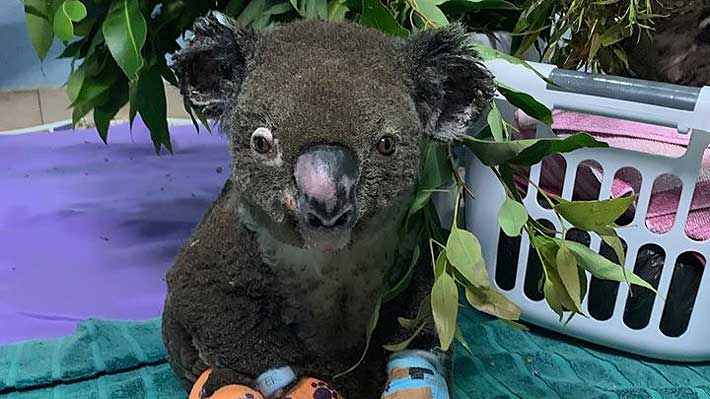 koala