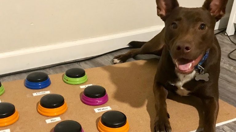 stella la perrita que habla