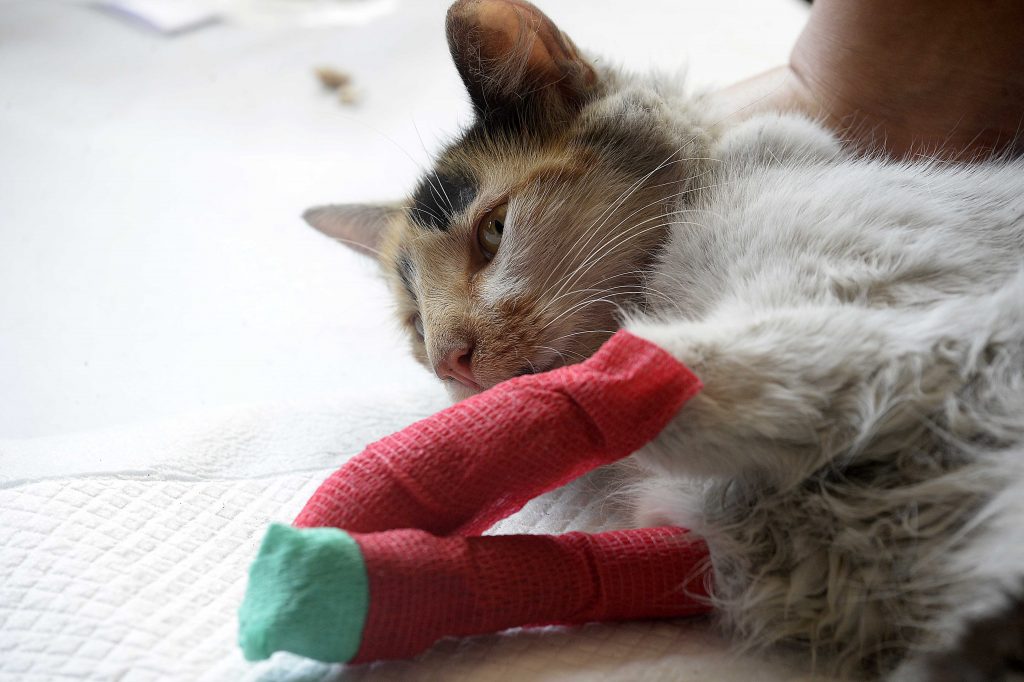 kit emergencia mascotas