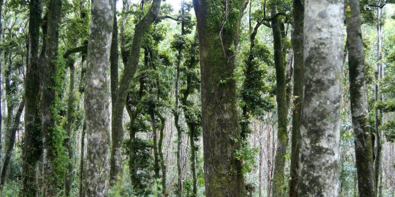 bosques nativos chile