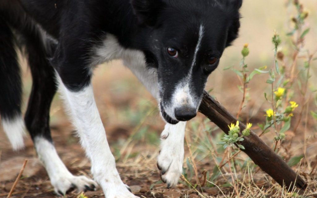kit emergencia mascotas