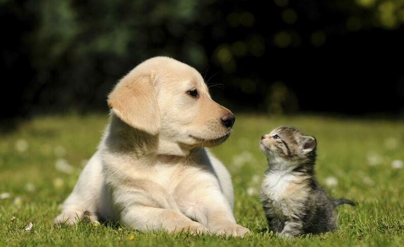 tenencia responsable de animales en navidad