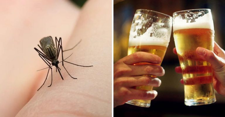 Mosquitos pican más a las personas que beben cerveza, según libro