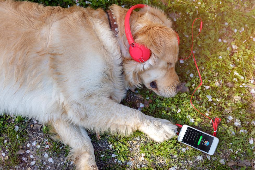 Spotify innova en el reino animal: ¡Podrás crear playlist para tu mascota!