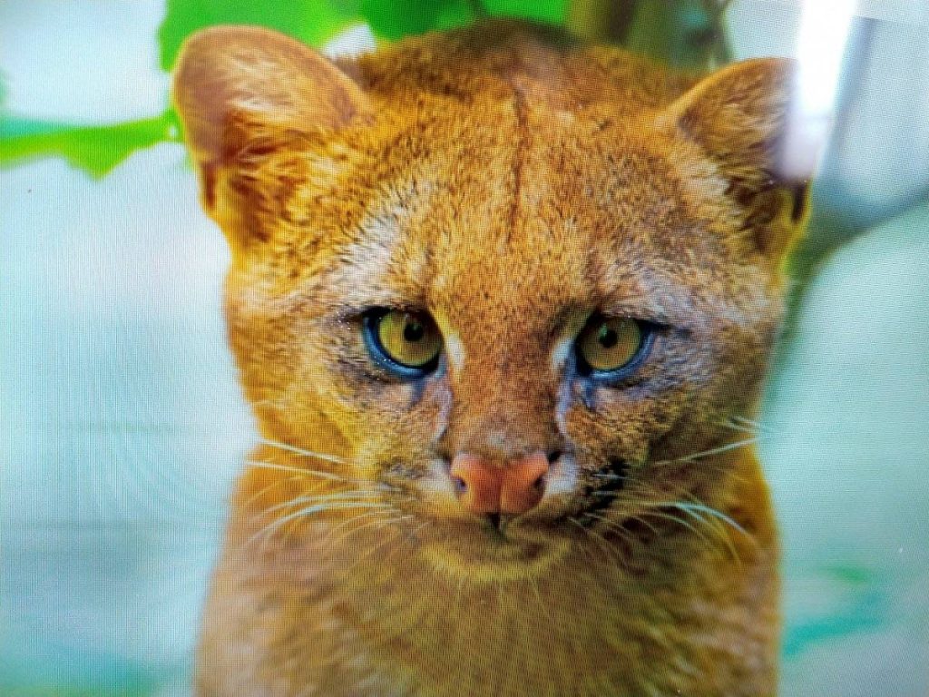 Mujer adopta a gatito pequeño pero después se entera que era un puma