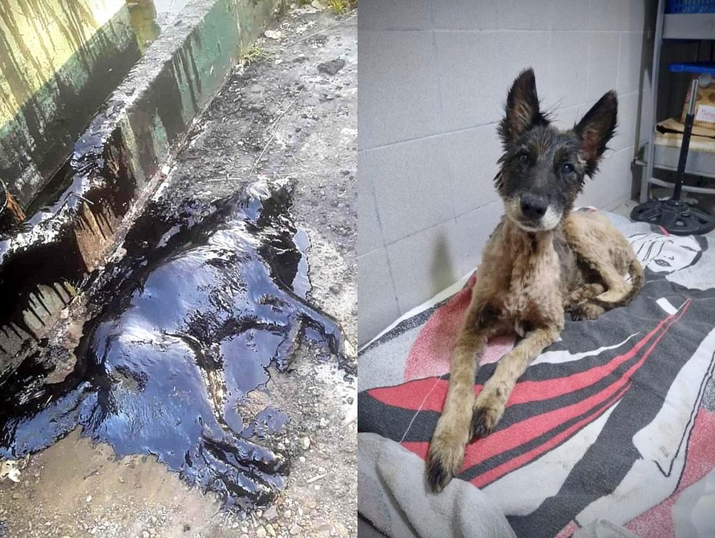 aloe bera rescate argentina