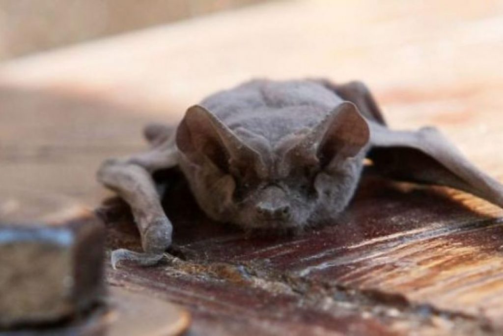 Murciélagos plagan comunas de Santiago ingresando a departamentos