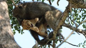 León es cuidado por babuino