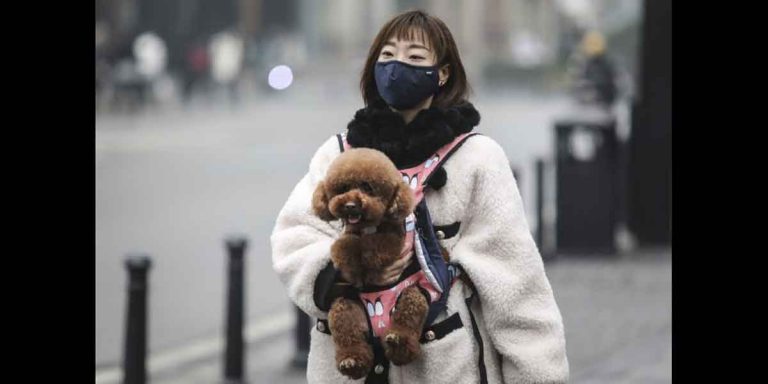 Coronavirus: Crean brigada de rescate mascotas abandonadas en Wuhan
