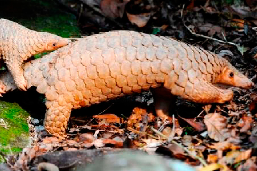 Coronavirus: Este es el posible animal que causó el contagio en la gente