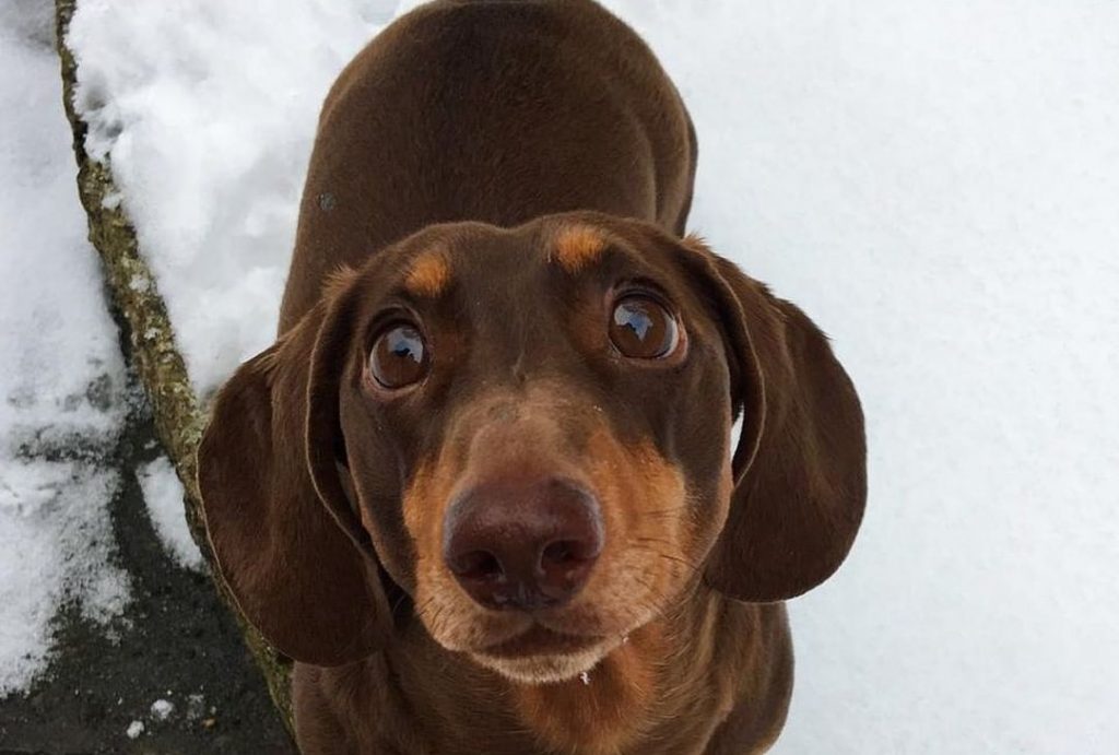 Perro está tan feliz de que sus dueños estén en cuarentena que se lesiona