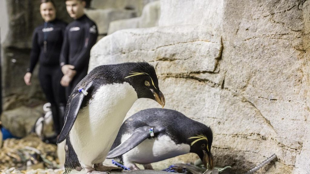 Un par de pingüinos pasearon por el acuario vacío por el coronavirus