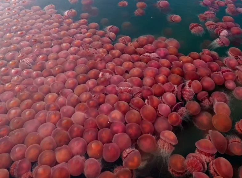 medusas filipinas coronavirus